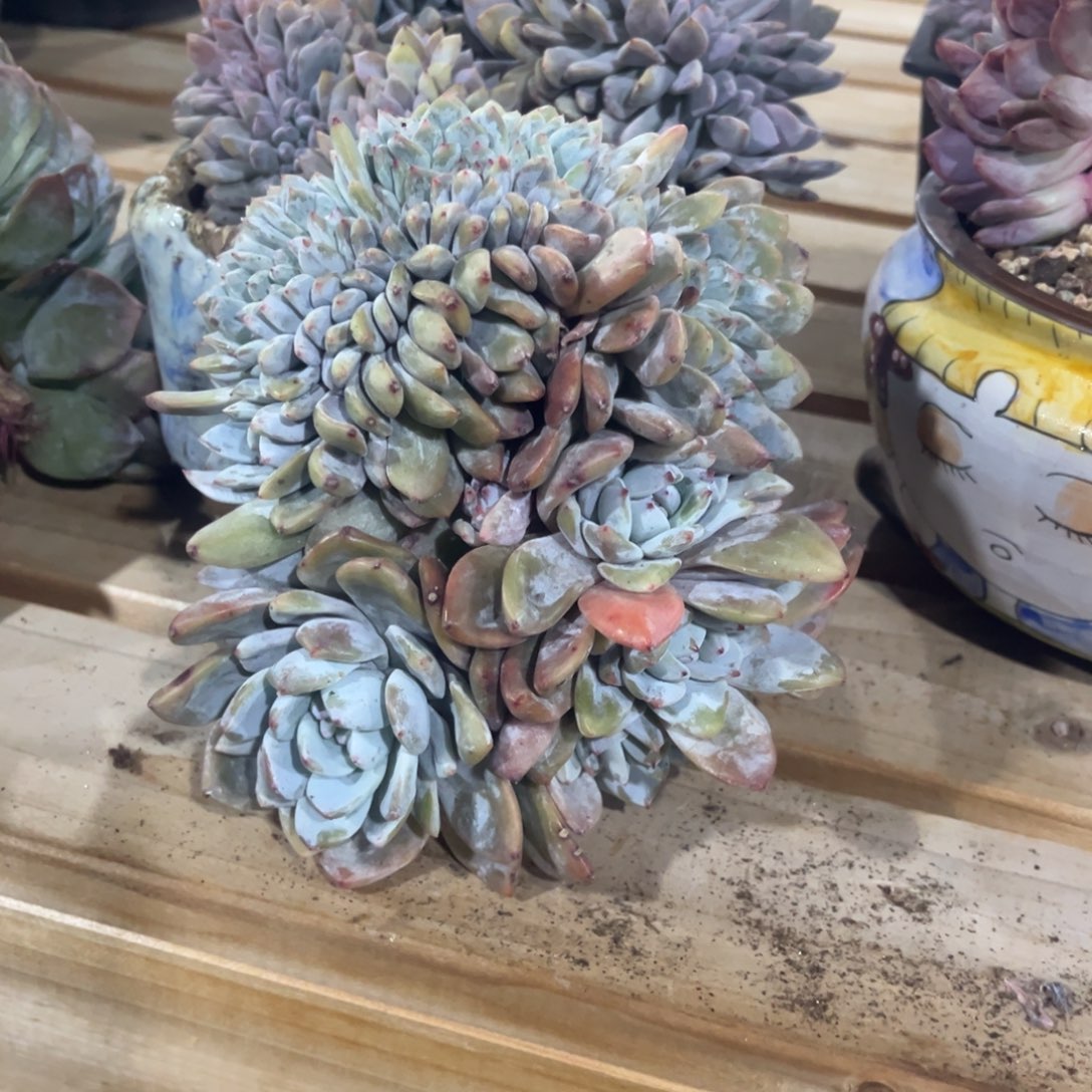 小***馆小鱼哥的大鸡腿星影