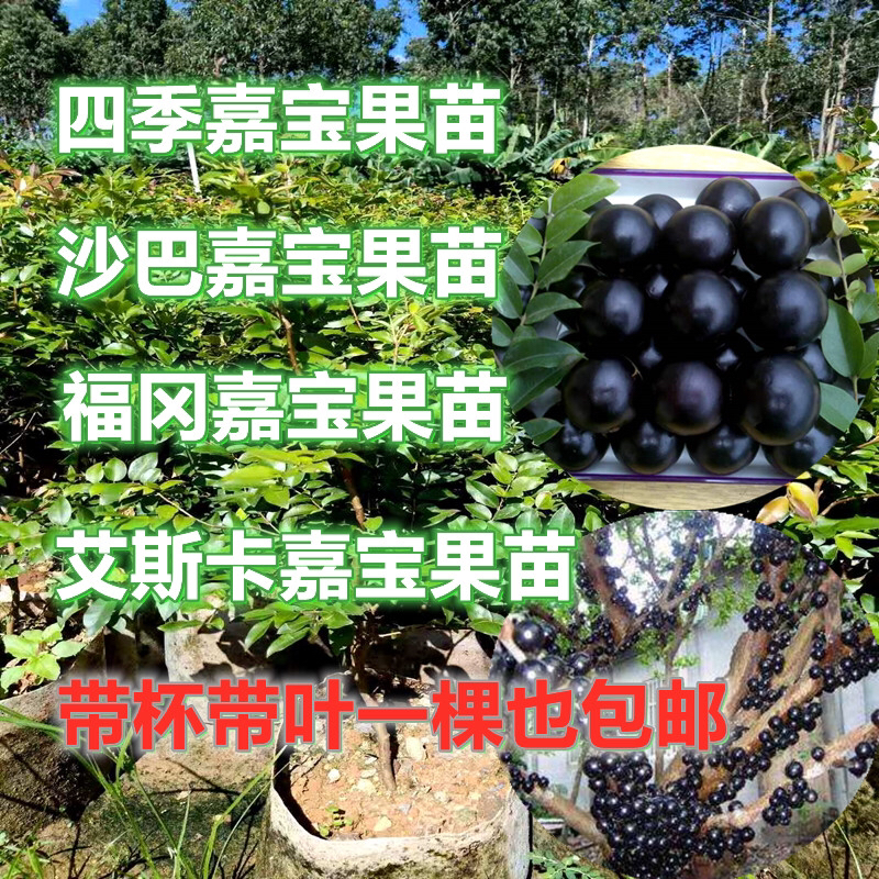 嘉宝果树葡萄当季孕妇营养稀有水果盆栽庭院南北方四季嘉宝果树苗