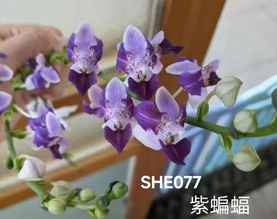 蝴蝶兰【紫蝙蝠】1.7寸杯宝宝苗，嫌小勿拍