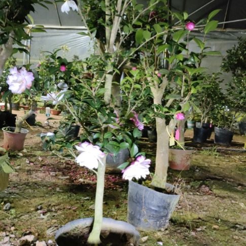 大部分开放少量花苞英八原生大苗