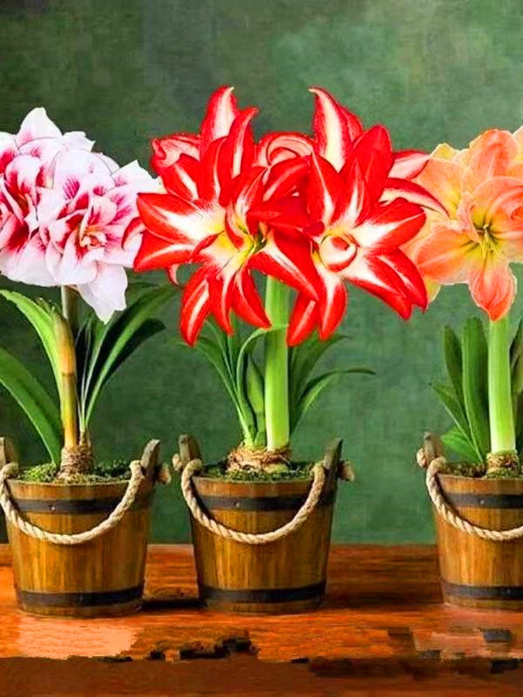 3个【4公分】各种颜色混色进口大花重瓣盆栽地栽