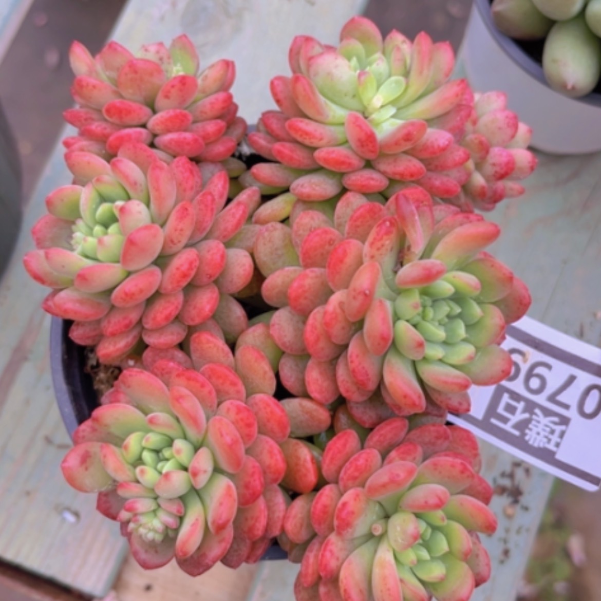 【闪购商品】可爱多0799