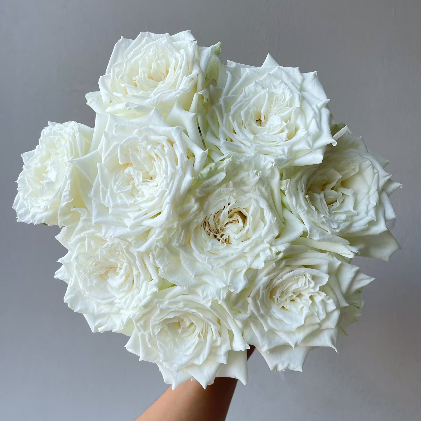 坦尼克白玫瑰10支云南基地直发全场满 两单包邮京东冷链