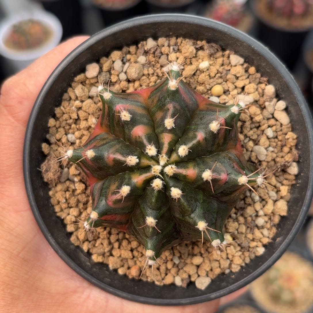 泰系实生米哈仙人球1