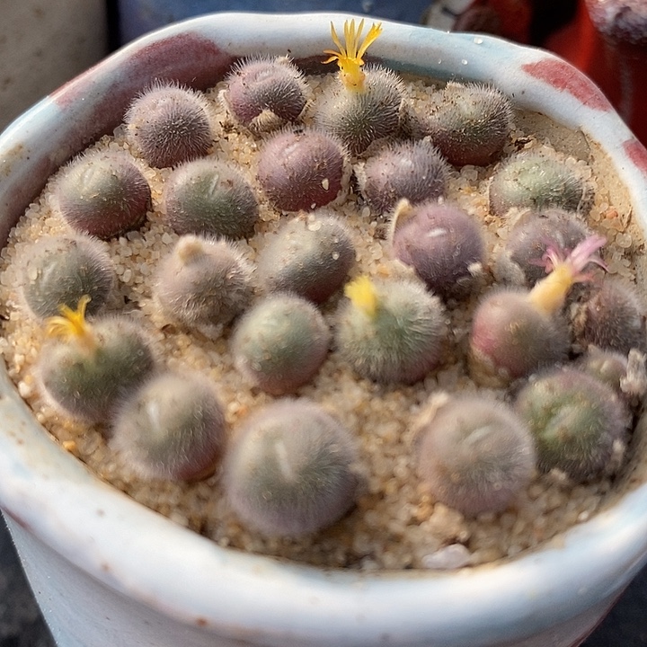 史蒂芬尼毛球一颗。       