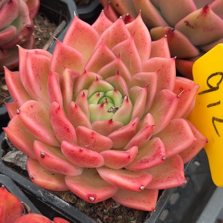 912多肉55888888888855