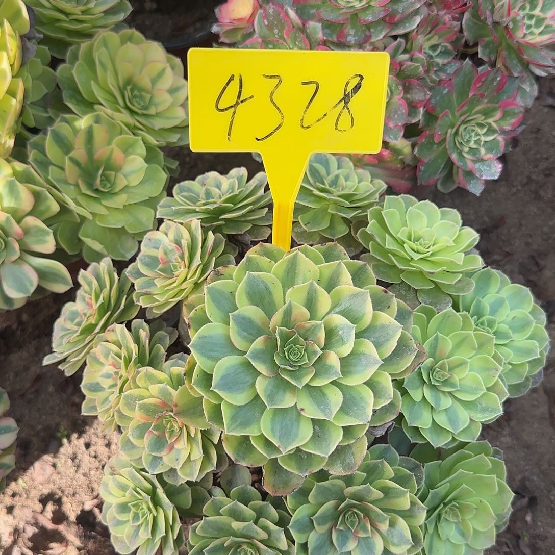 4328--雨荷多头多肉