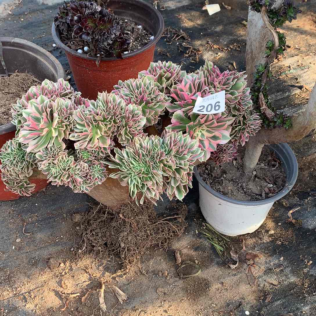 206粉女巫缀化瑕疵