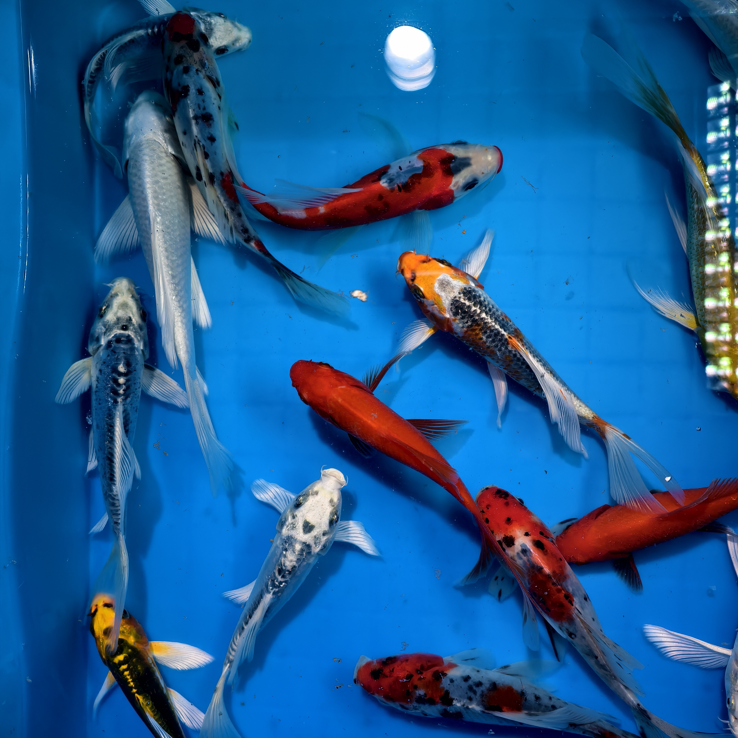 大尺寸渔场直发精品锦鲤冷水观赏渔混搭金鱼kk