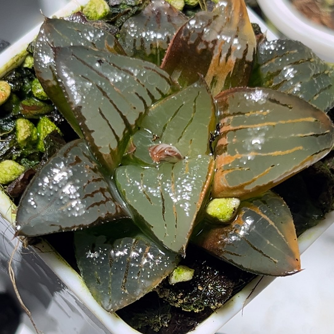 十二卷多肉1392阿寒湖