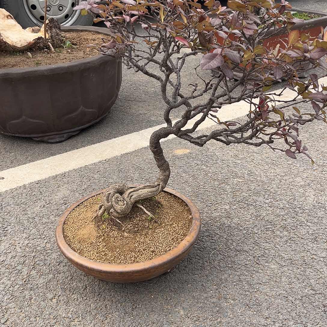 广***生无花朵络石盆景，老盆口，