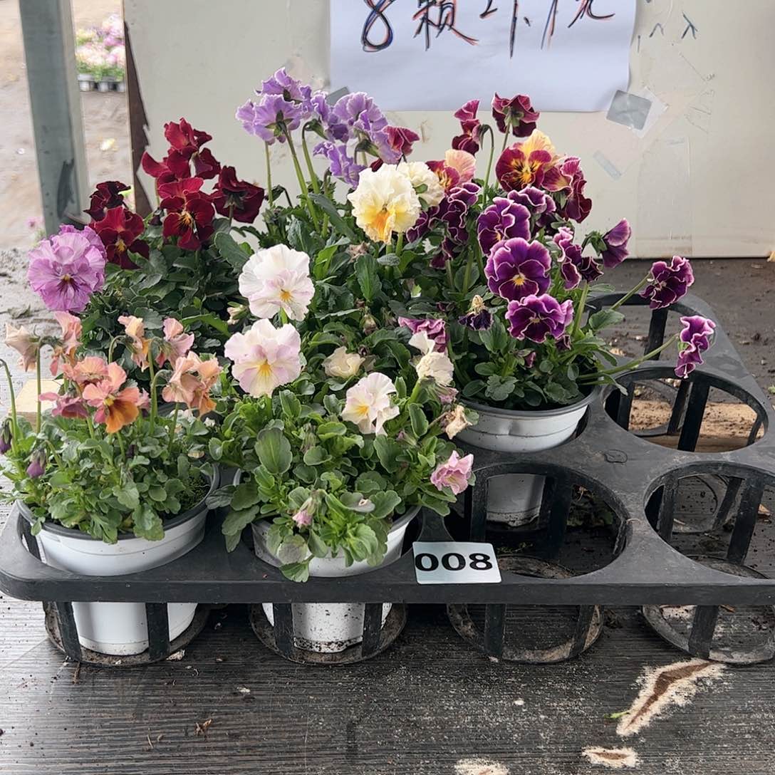 【闪购商品】008号