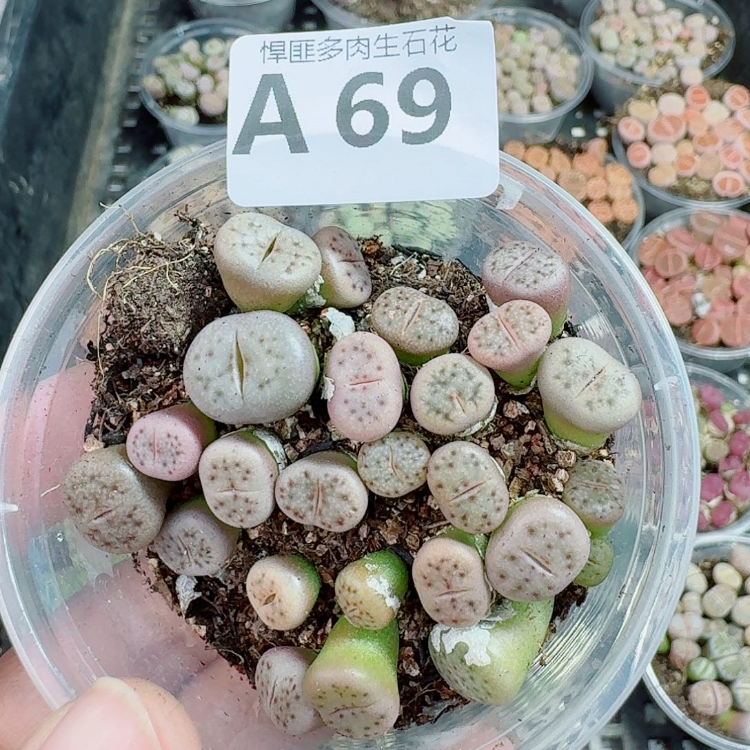 69多肉植物多肉植物