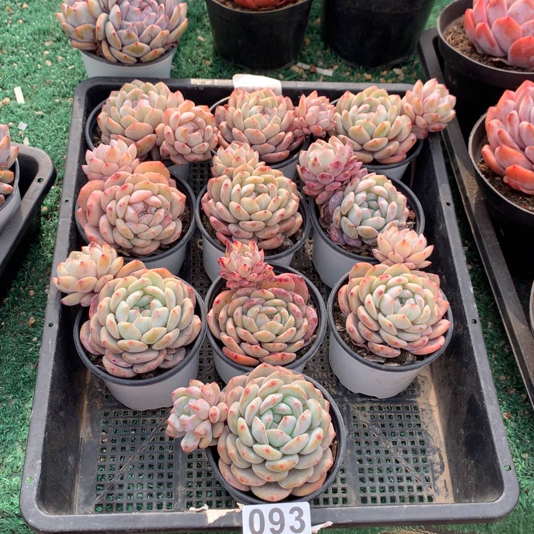 093橙子多肉植物组合