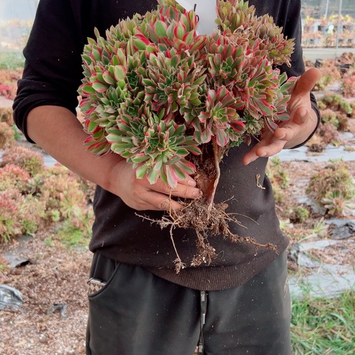 女郎醉话36号多肉法师