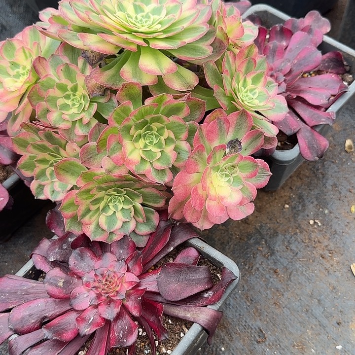 宸***涵精品多肉植物0905