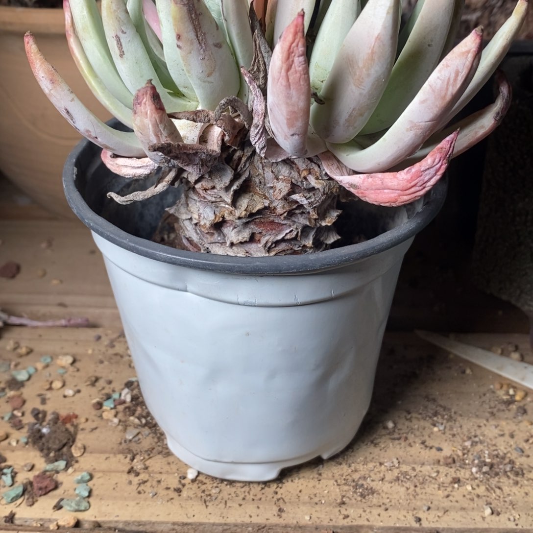 2133哈哈哈哈哈哈哈哈哈哈多肉