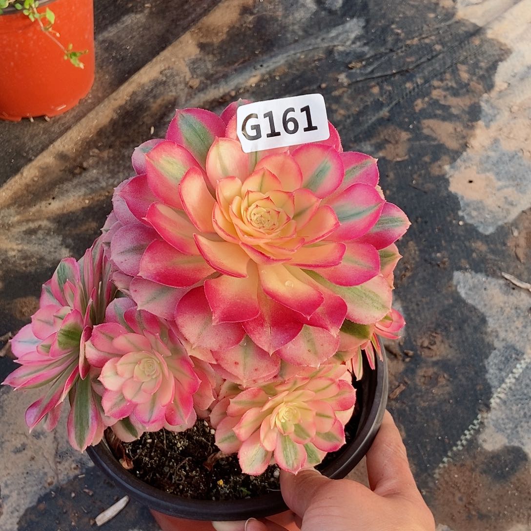 红陶161倾城3冠服15.