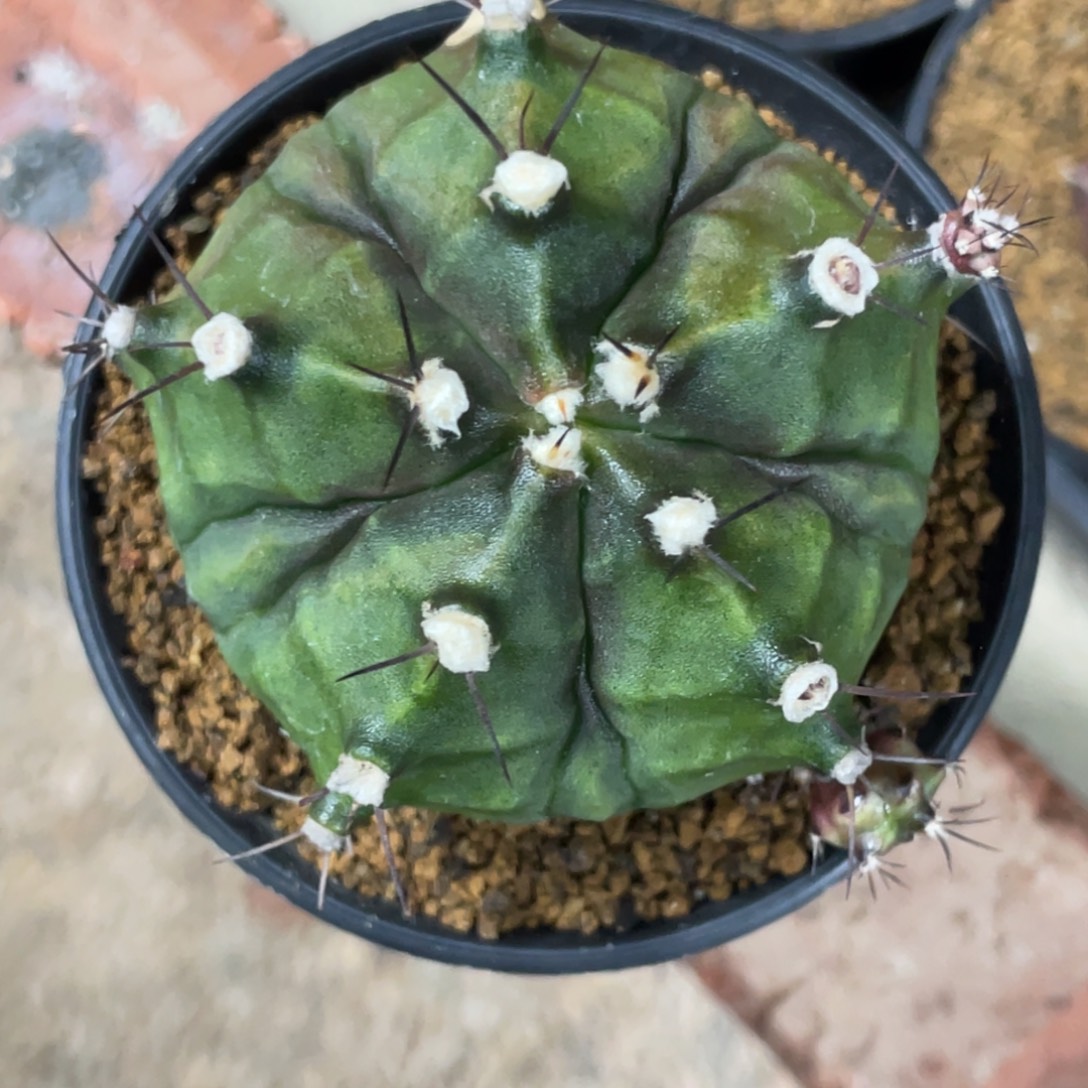 当前无花朵，栽培后可花朵五棱复棱米哈