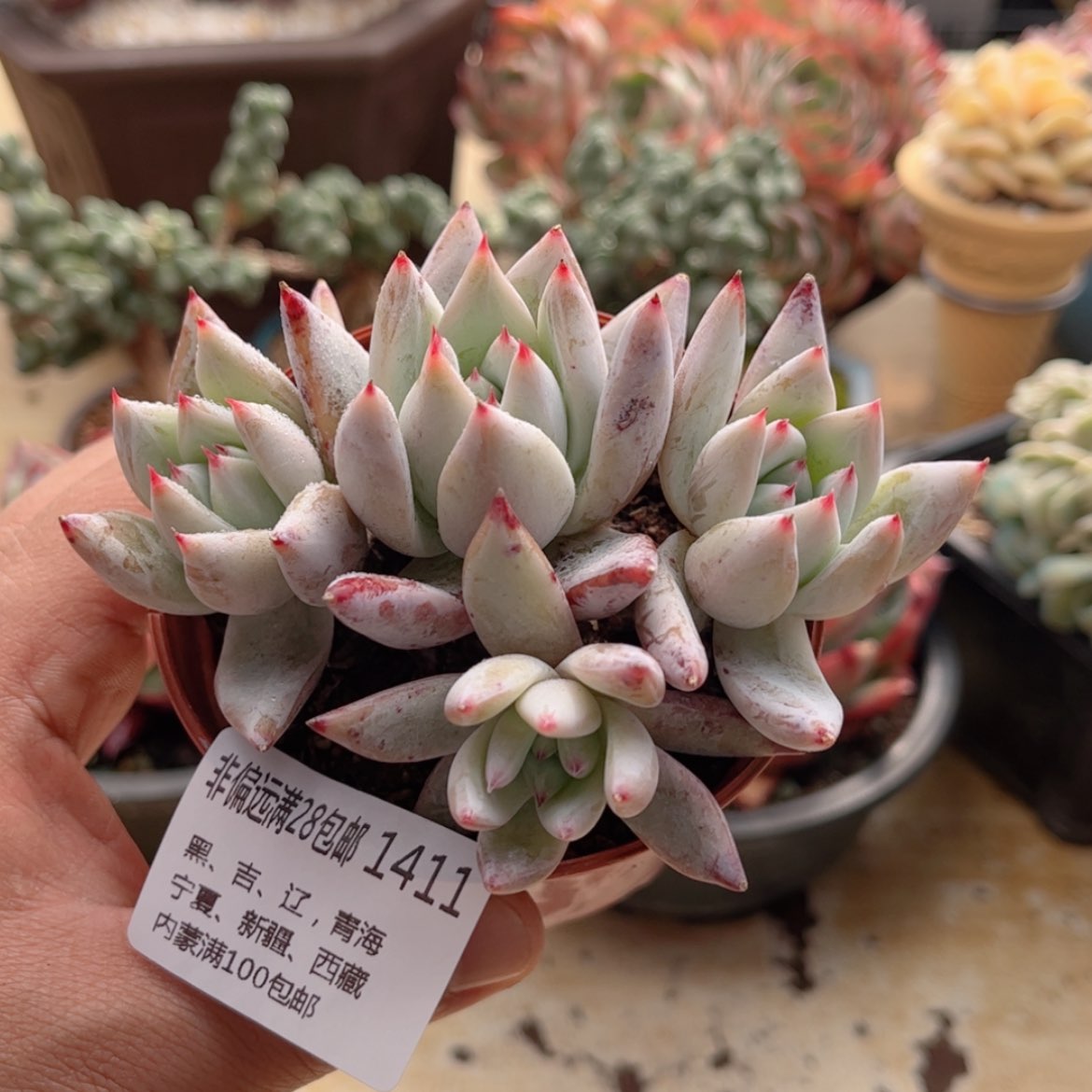 【闪购商品】1411祖母绿