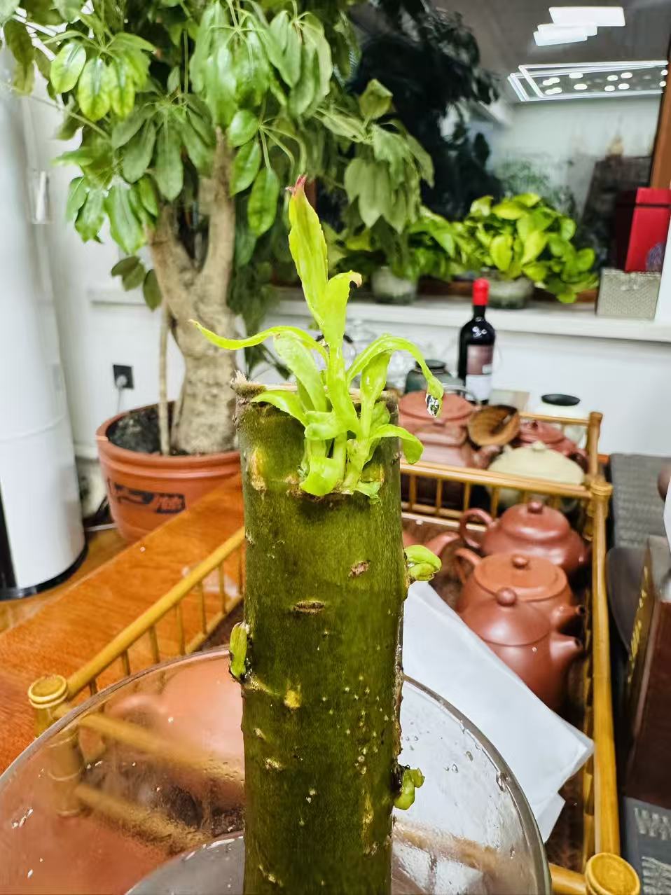 国风造型龙须柳树段（巴西木同款）