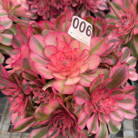 006荔枝20厘米左右