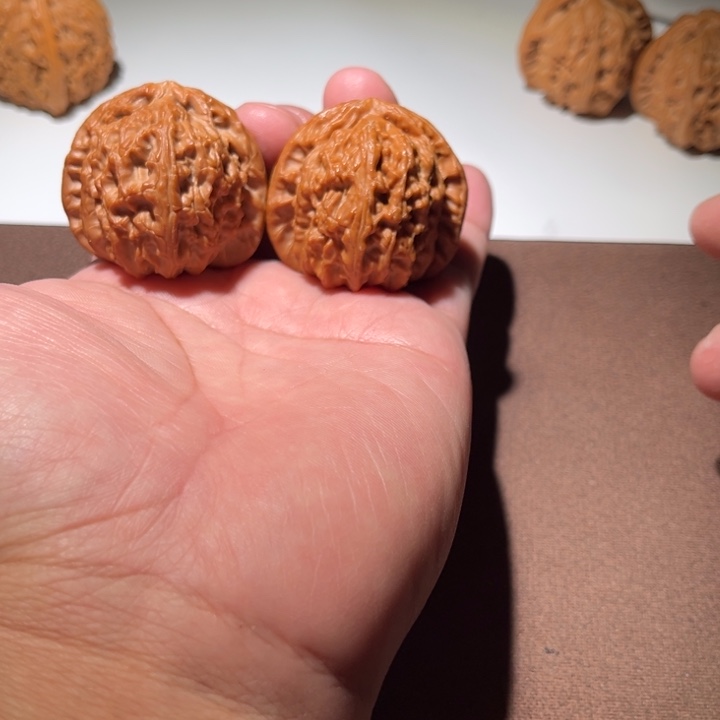 北***.精品白狮子41尺寸