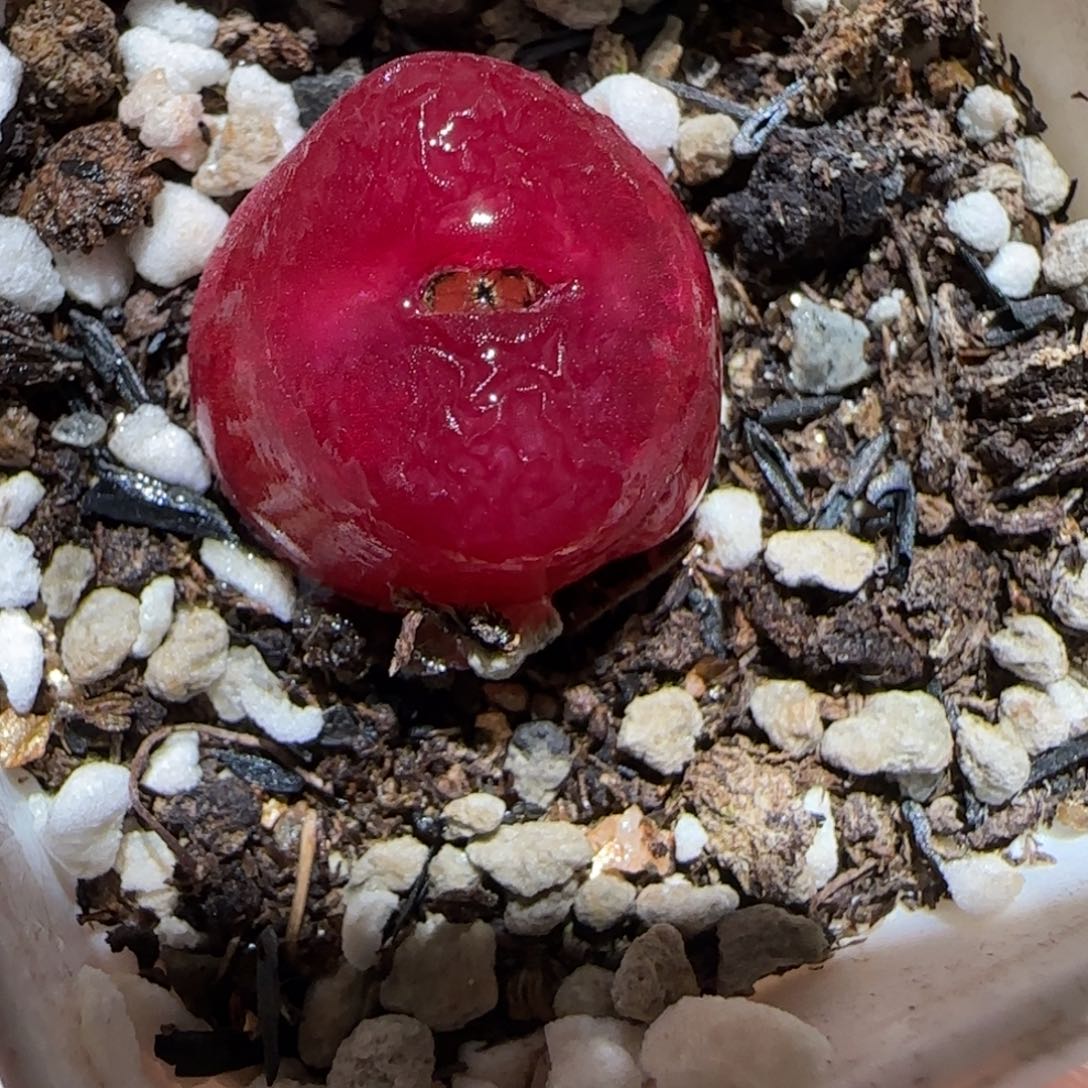 肉锥多肉植物百科-1430.5、972