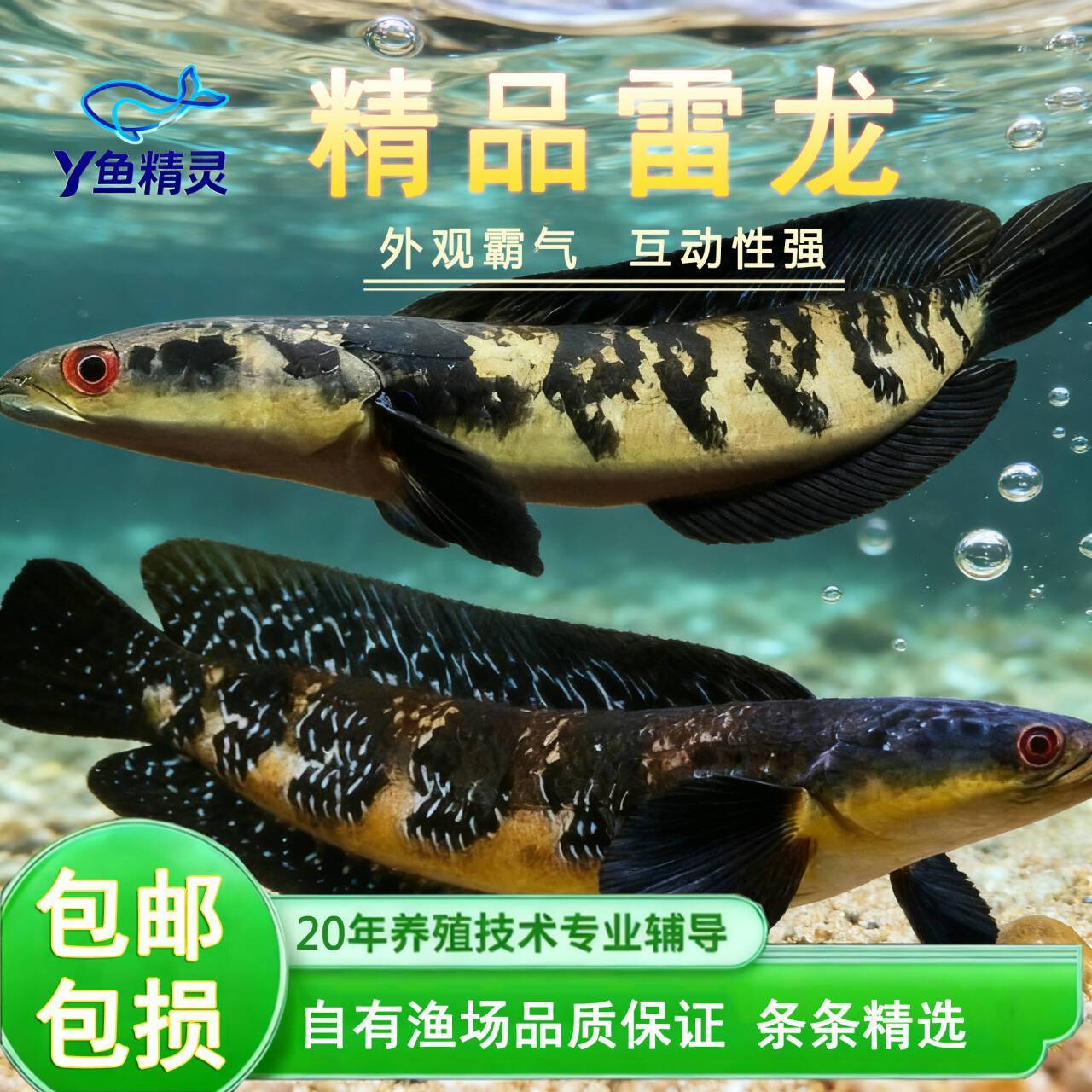 森塔伦湖黄魔神苏门答腊黄魔神红帝王黄婆罗黄魔神雷龙活体观赏鱼