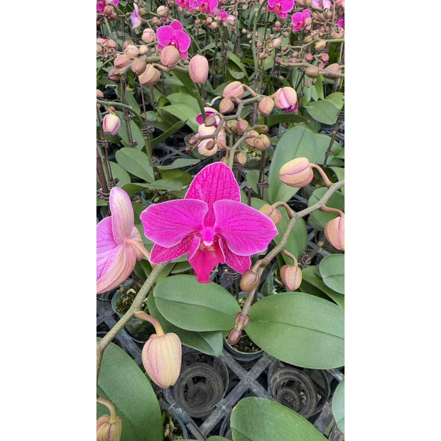 【福星】蝴蝶兰中大花型室内观赏花卉全部开放好养易活多季开花