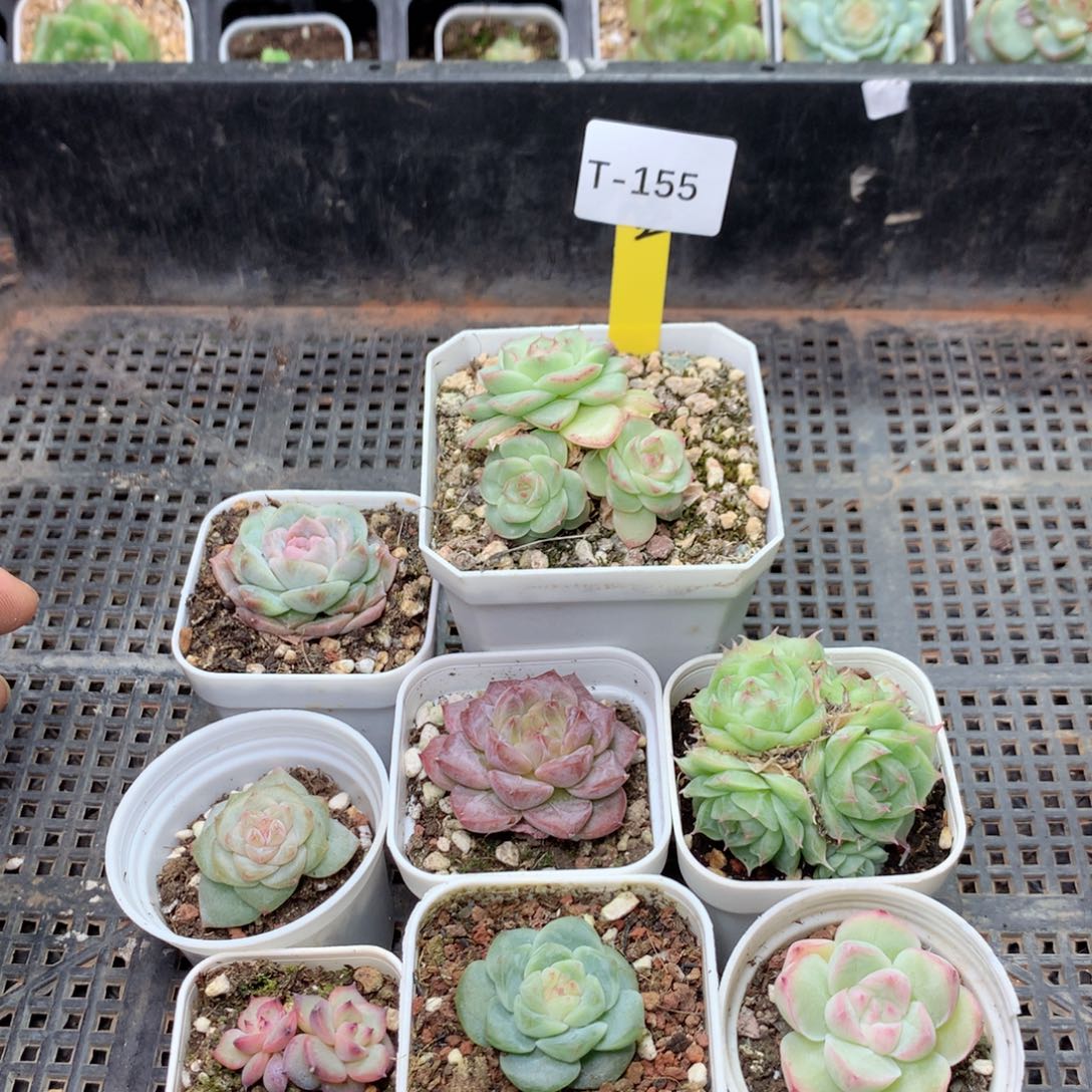 ****莲无花朵T155英语英语