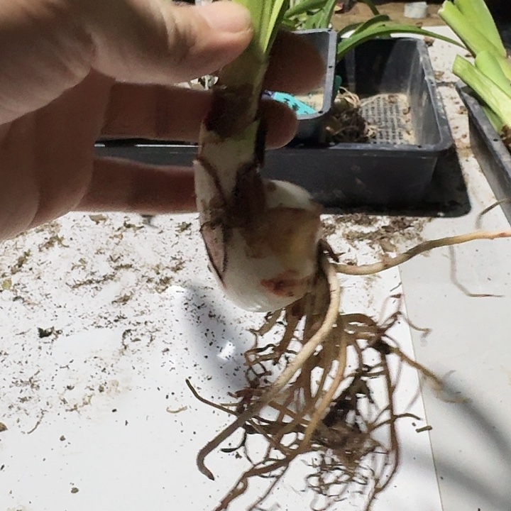 马***来双面佳人朱顶红一棵  4.3