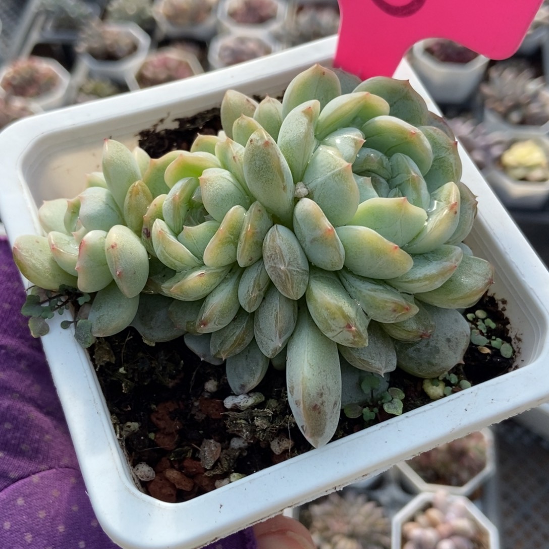 8白恋多肉植物多肉