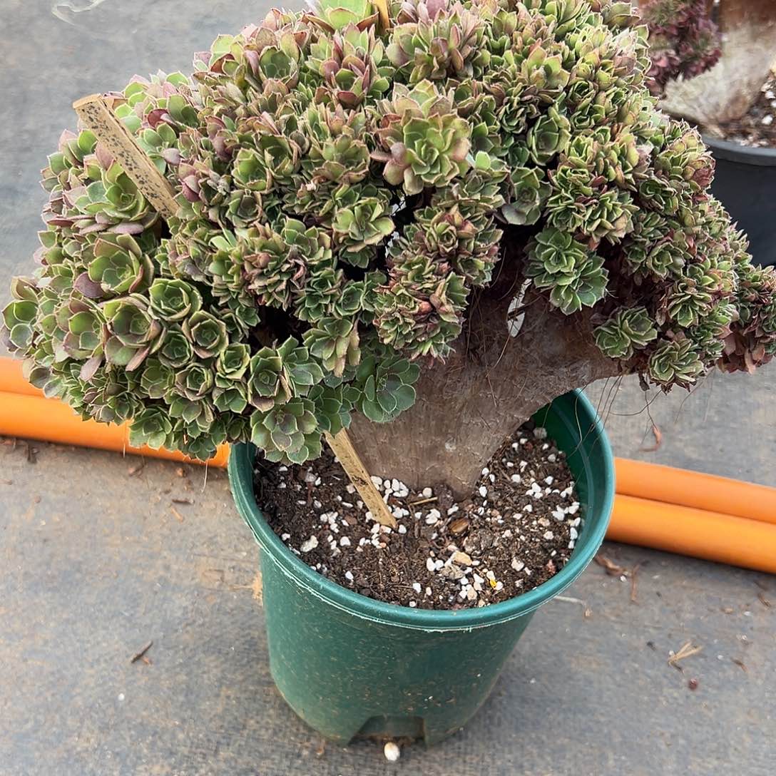 万圣节全朵朵老桩厚板