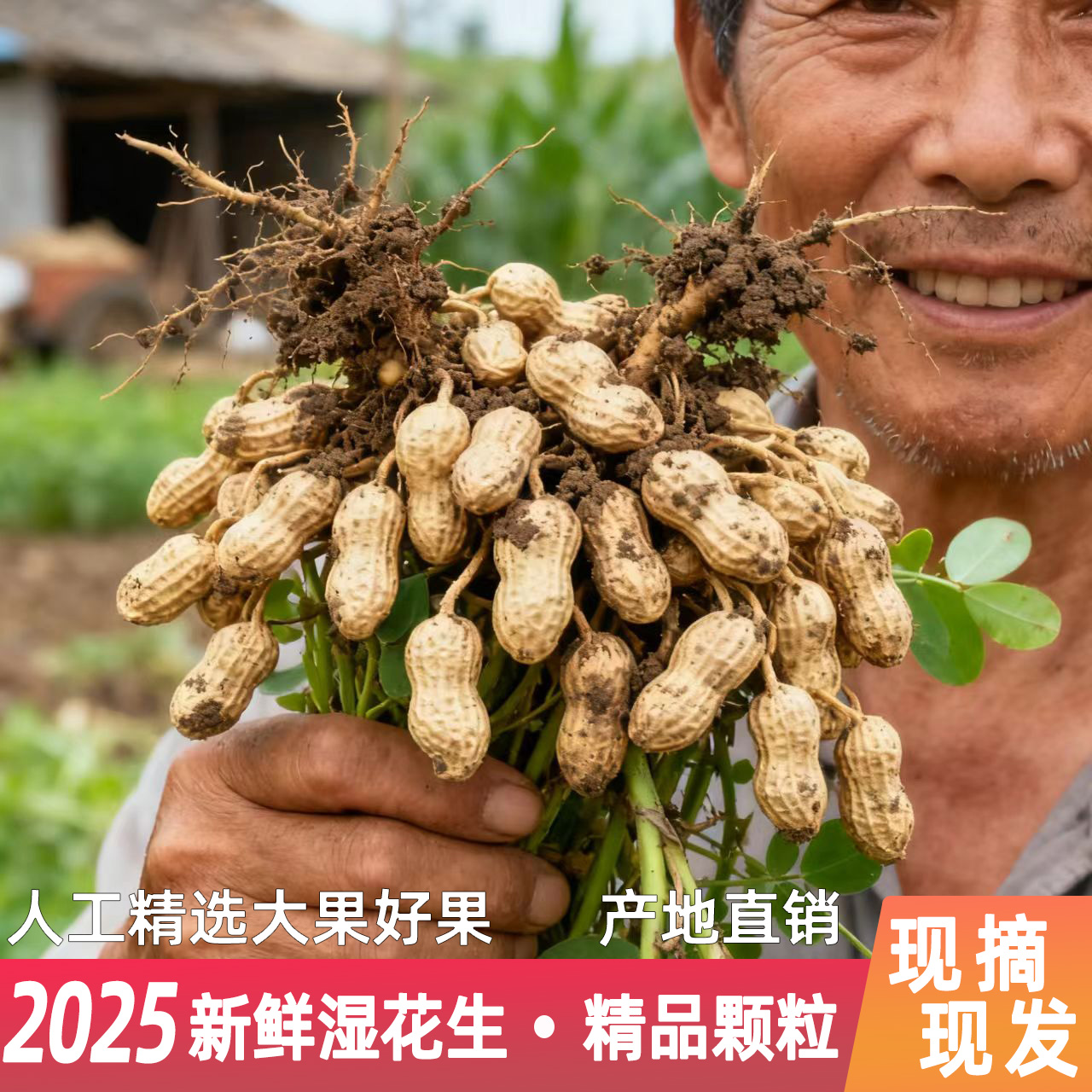 2025年现挖新鲜带壳带泥粉皮湿花生农家自种可水煮生吃嫩花生