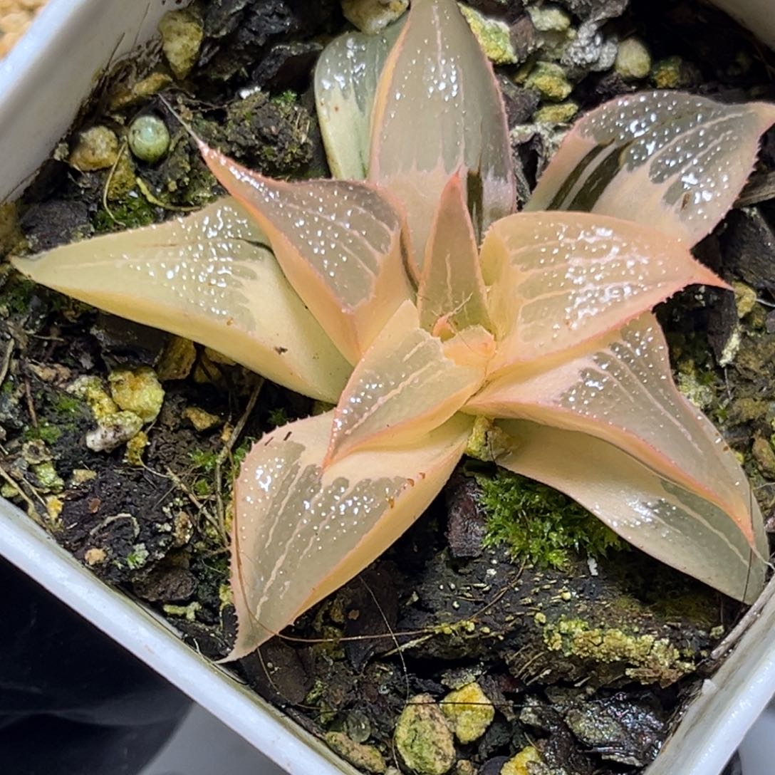 十二卷多肉1500茜云