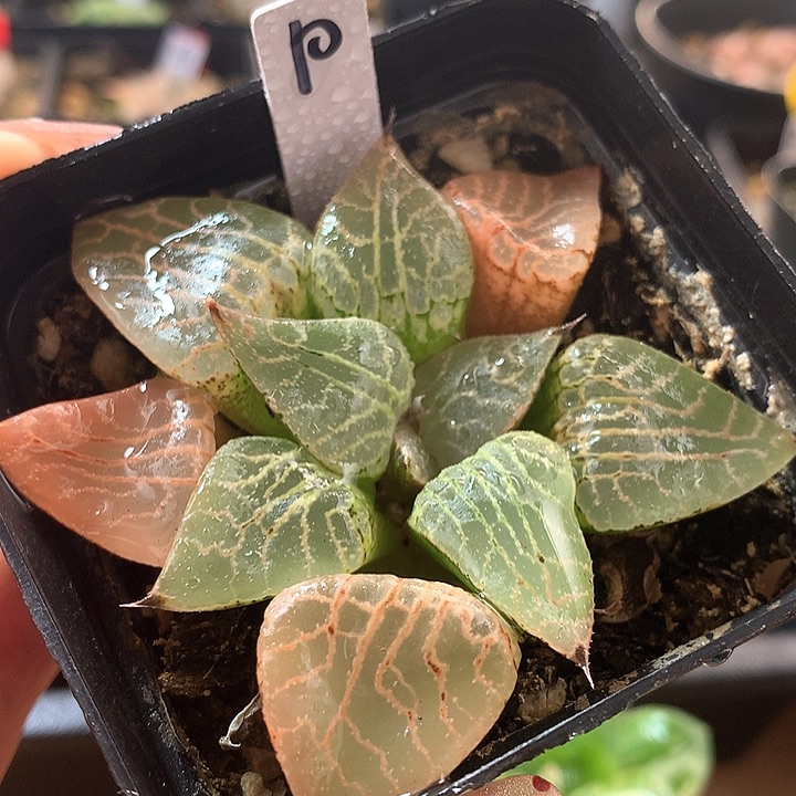 10号寿一物一拍带盆土