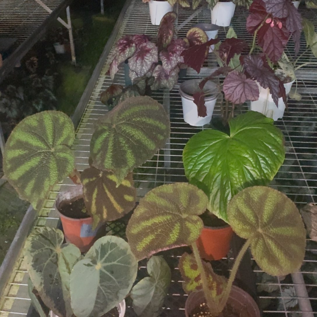 无花朵2658活动无售后 介意勿拍