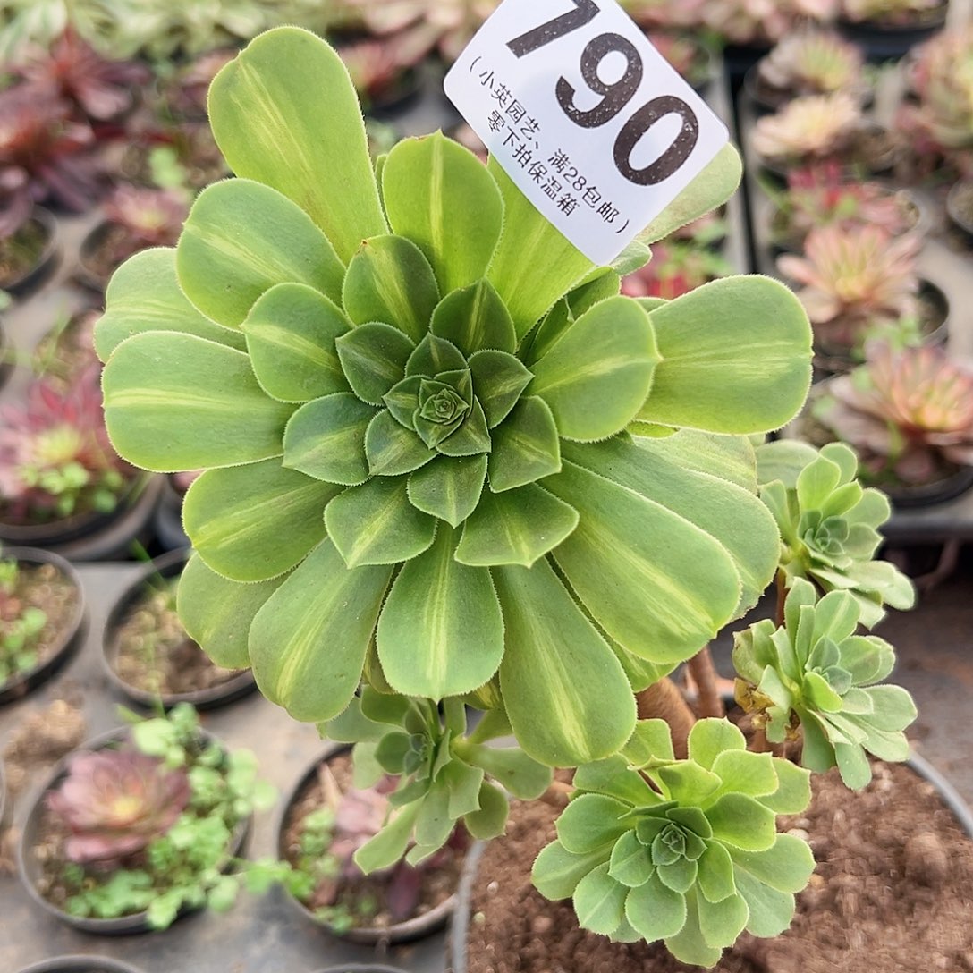 翡翠琉璃老桩790多肉植物多肉植物