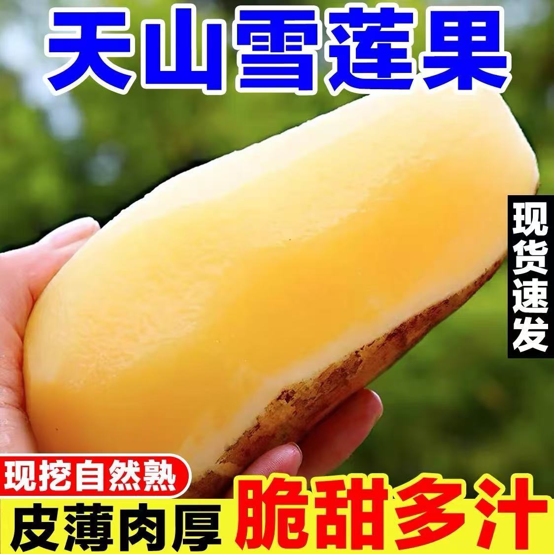 【清爽脆甜】现挖云南正宗天山雪莲果新鲜应季水果清甜特级3-5斤