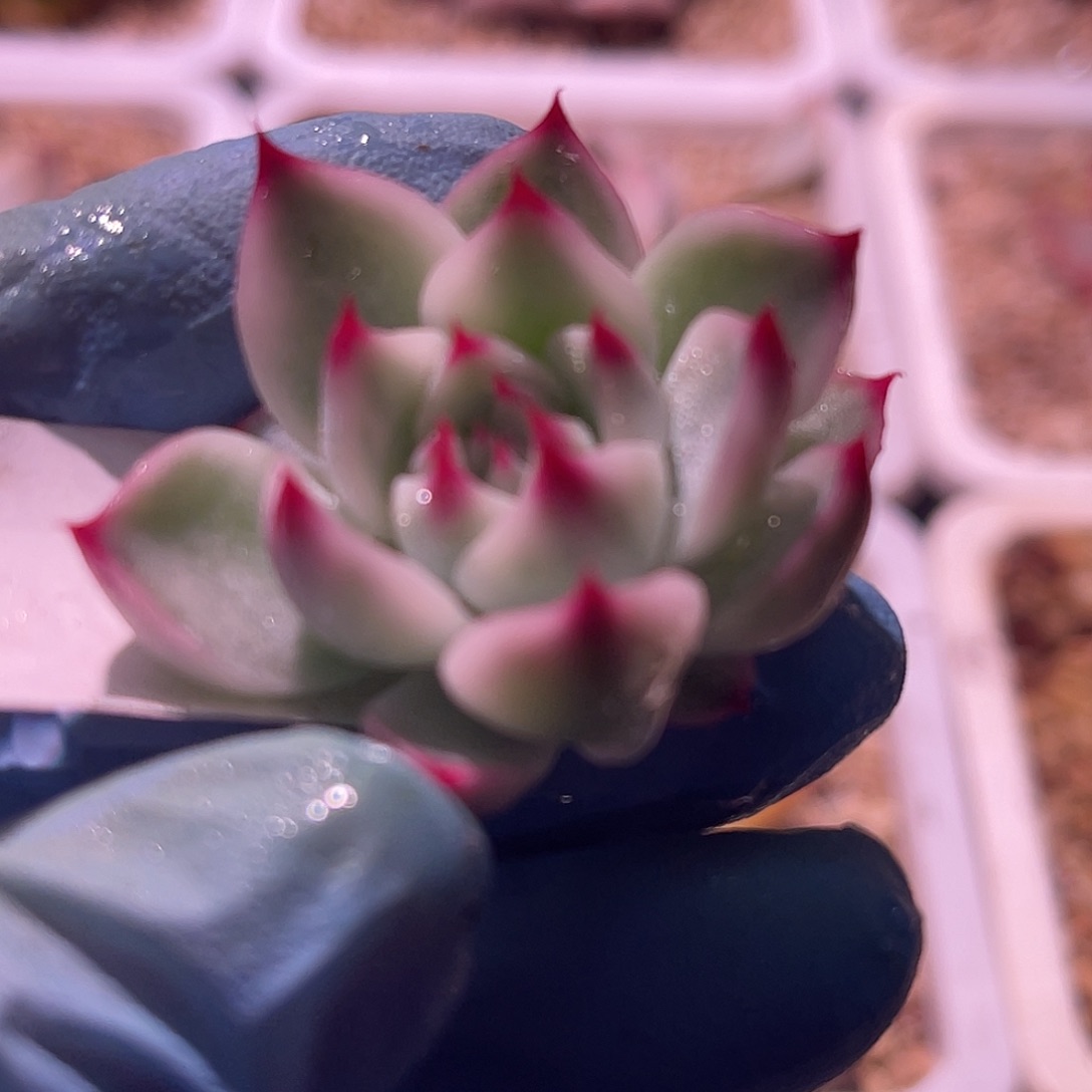 尚品园艺福利锦头盖8200