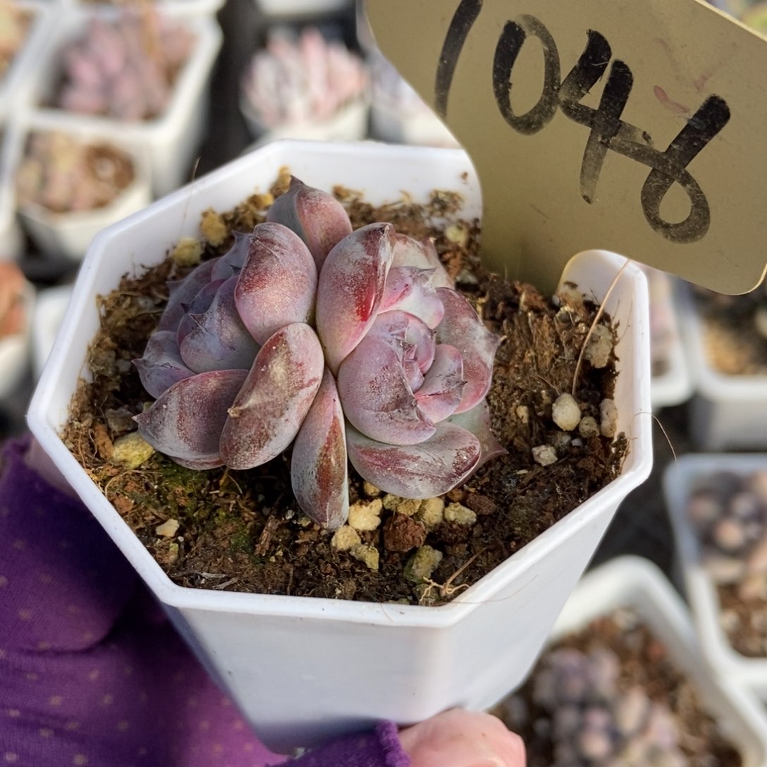 7046黑橙多肉植物保护