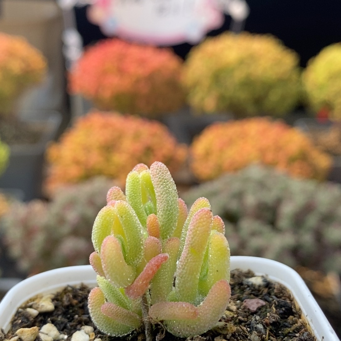 红叶锦0994枝干番杏