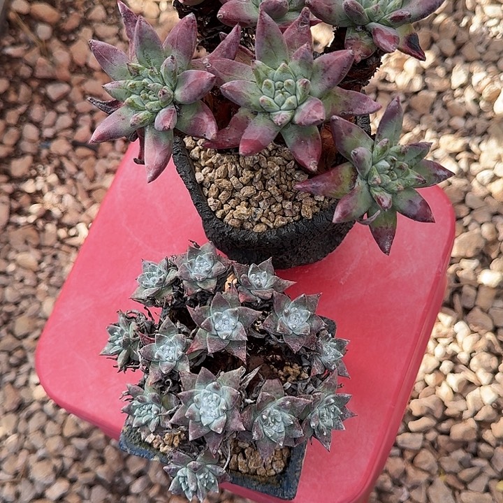 L****仙女杯老桩zzzzzz