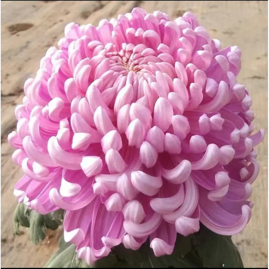 【粉国华】九月菊大花盆栽 菊花大苗 大花系列开花漂亮耐寒植物