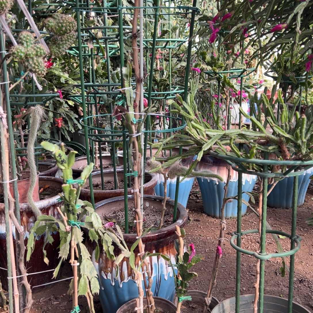 老****女叶仙嫁接两层蝴蝶夫人带花架