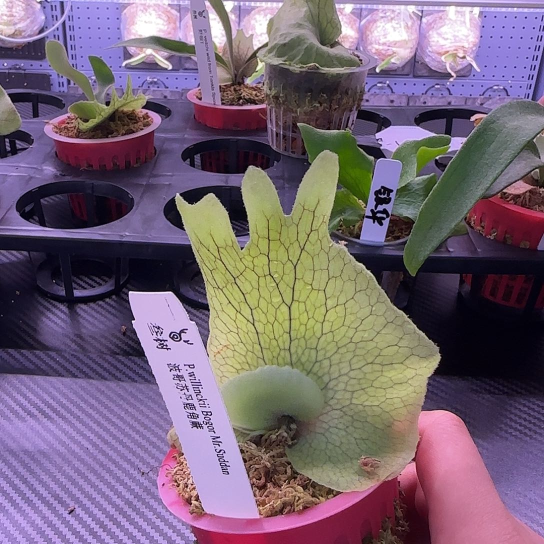 波哥苏丹鹿角蕨孢子苗