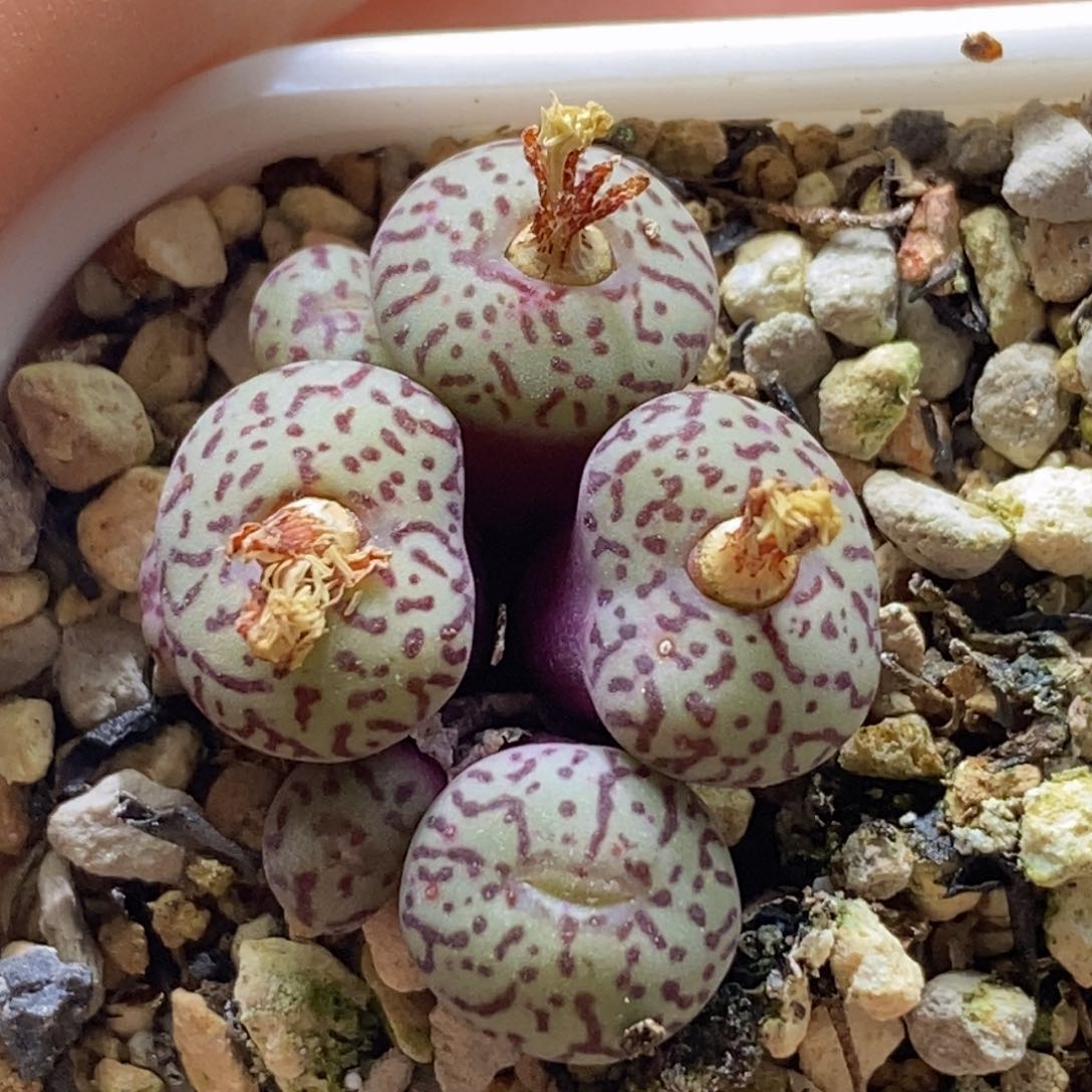 好看好看好看一颗mo