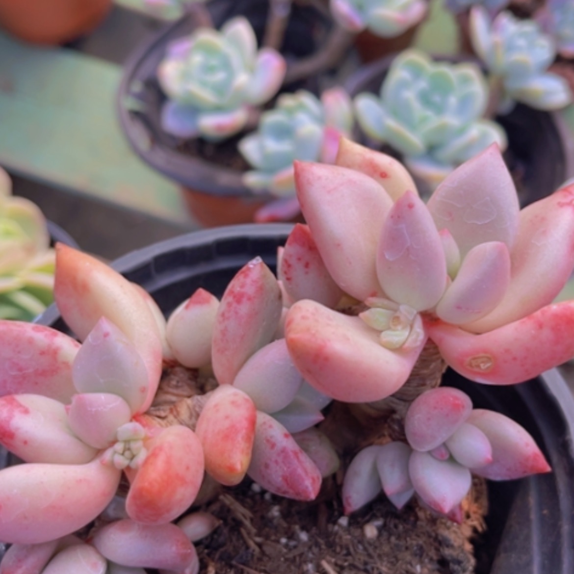 【闪购商品】桃花源1010