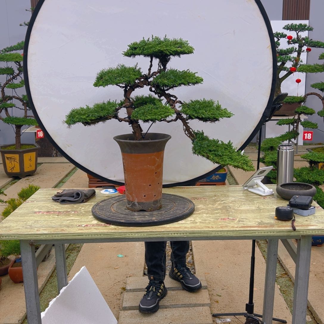 盆景龙爪松造型盆景